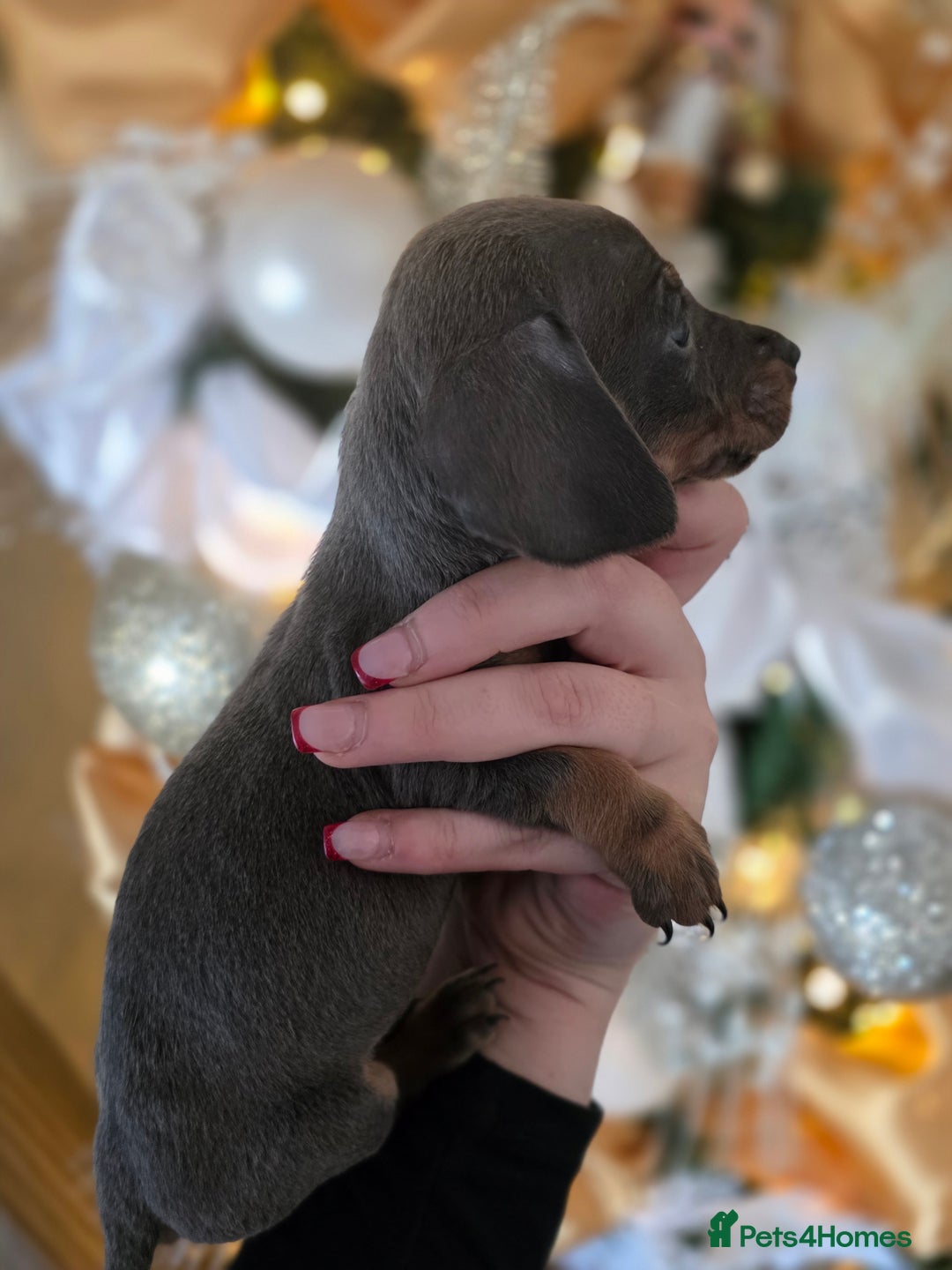 Dachshund dogs for sale: Daschund puppies - Advert 21