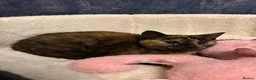 Mixed Breed cats for sale: Tortoiseshell Girl kitten for sale  - Advert 3