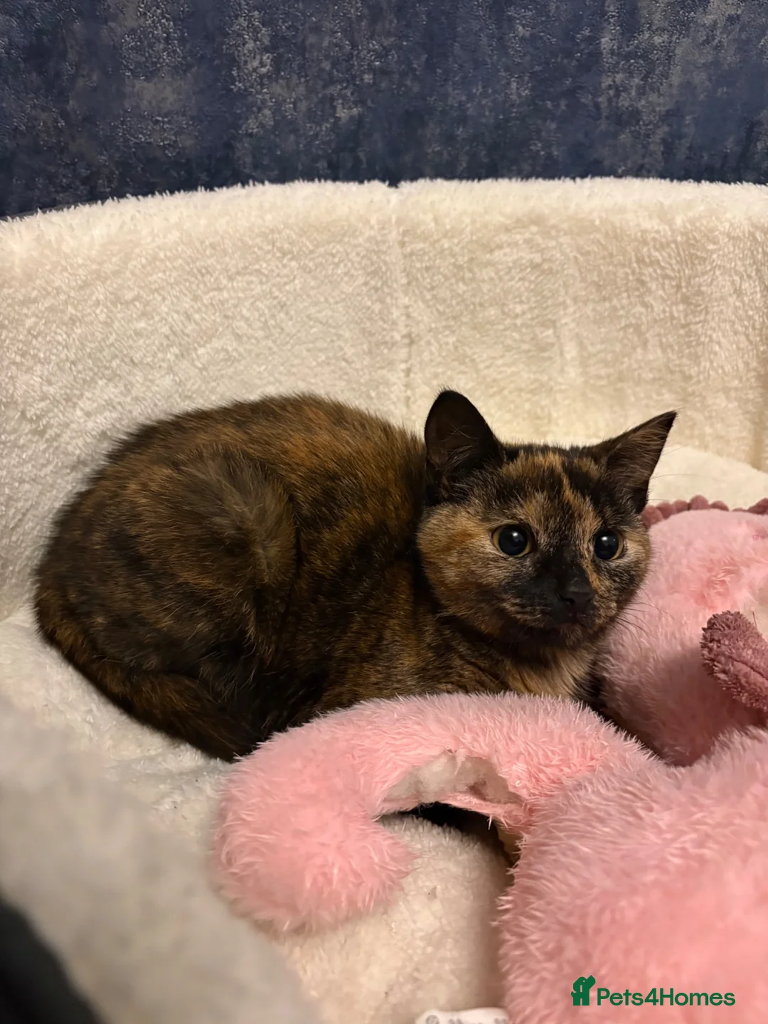 Mixed Breed cats for sale: Tortoiseshell Girl kitten for sale  - Advert 3