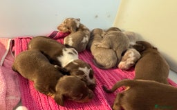 Miniature Dachshund dogs for sale: Miniature dachshunds  - Image 3