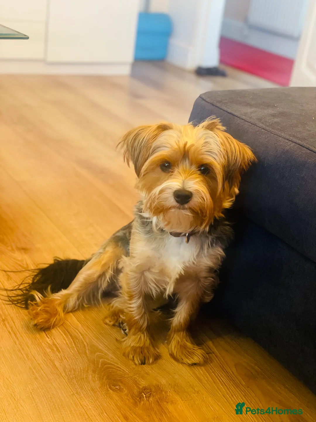 Yorkshire Terrier dogs for stud: 🐶 Yorkshire Terrier Stud Available 🐶 - Advert 10