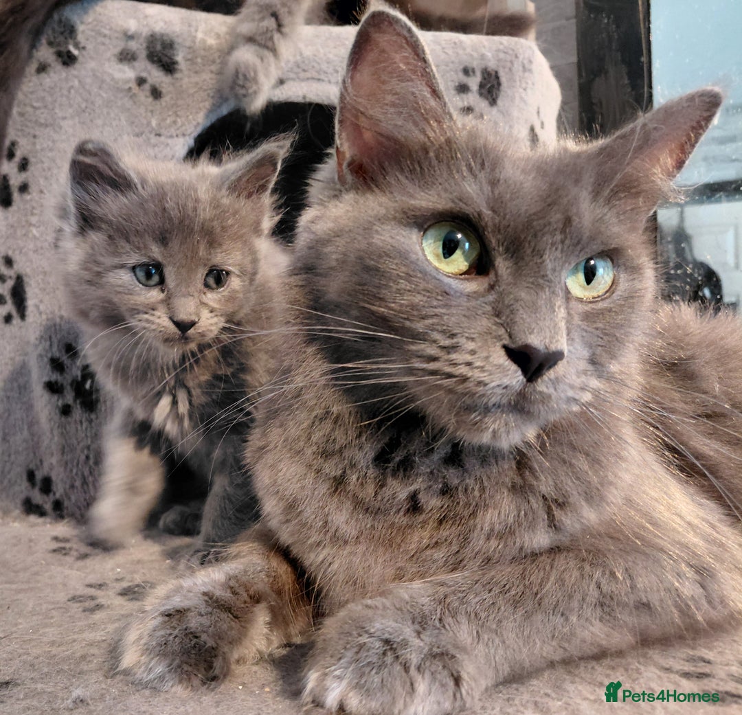 Maine Coon cats for sale: Maine Coon kittens  - Advert 2