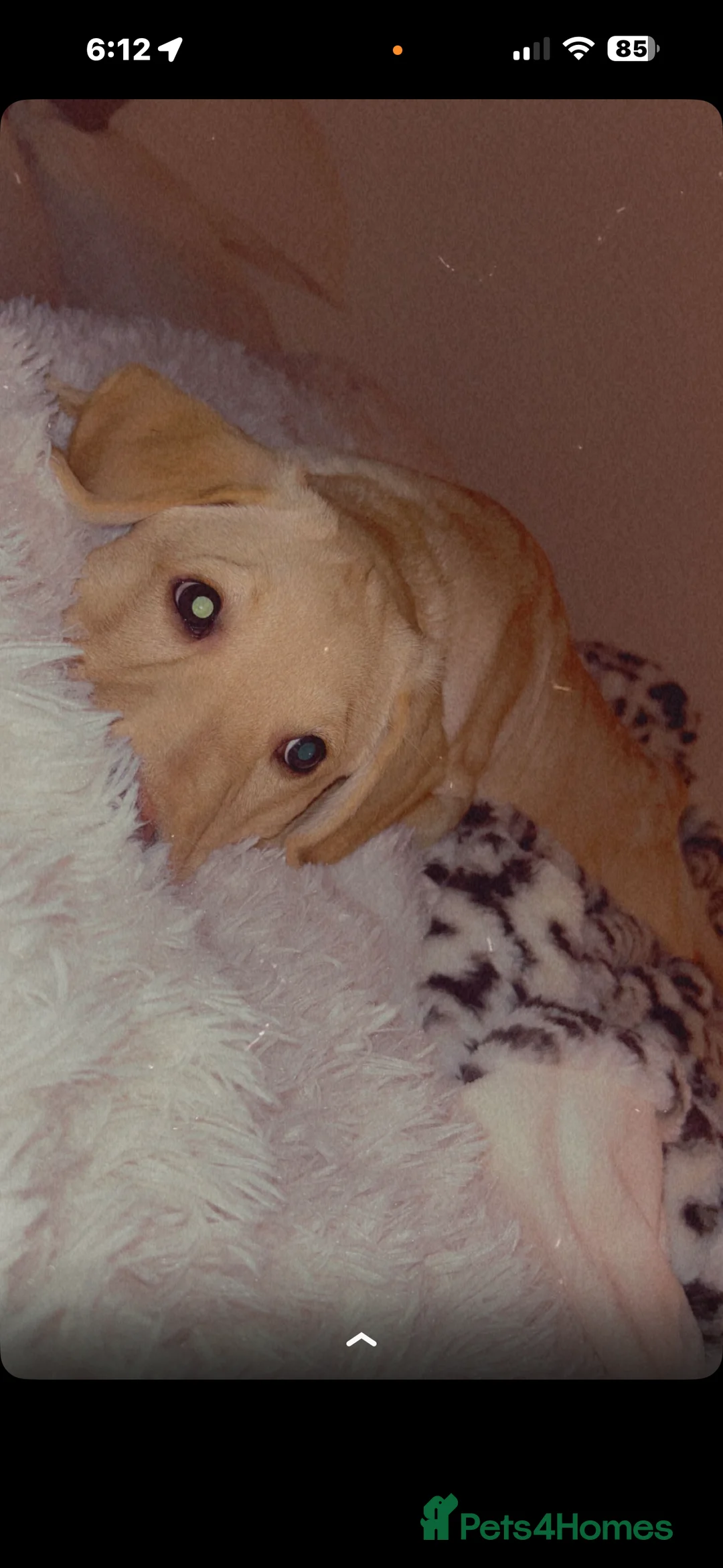 Labrador Retriever dogs for sale: 4 month male Labrador  - Advert 3