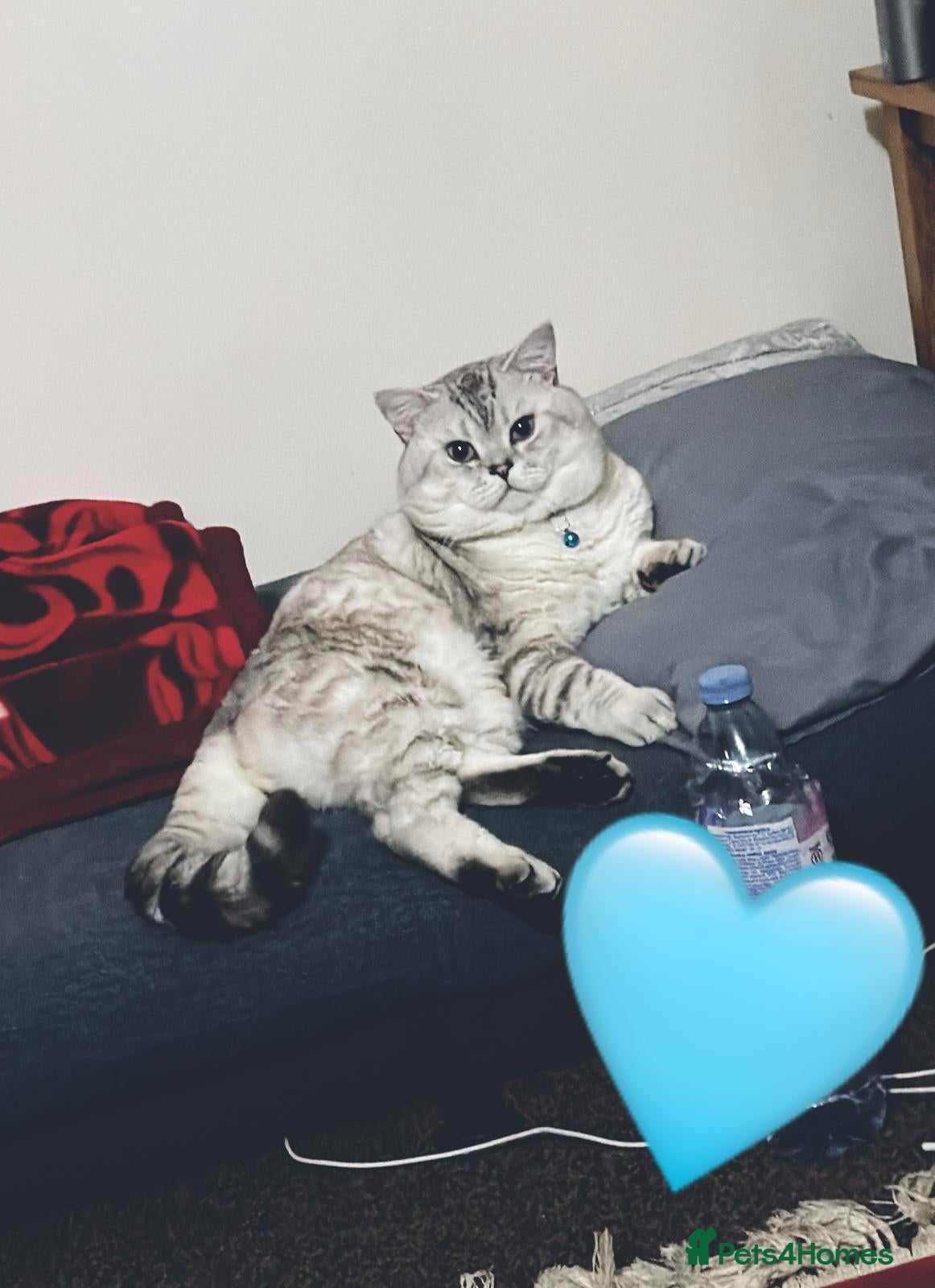 Mixed Breed cats 🩵🩵 Brucie with the bluest ocean eyes 🩵🩵 - Advert 1