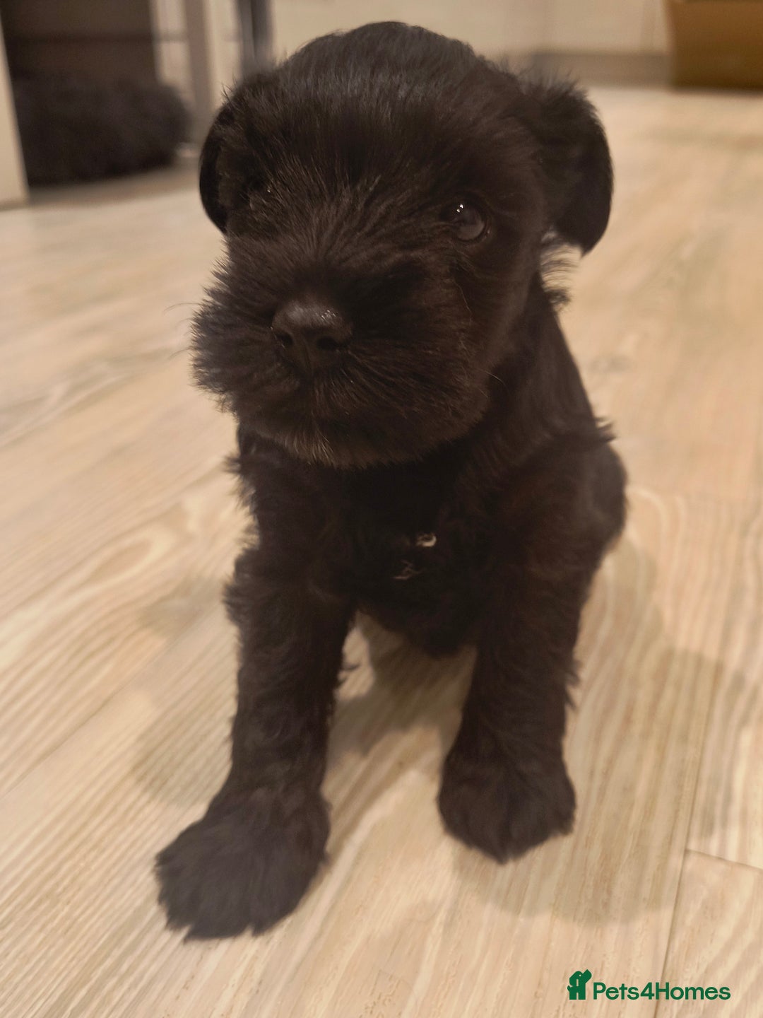 Miniature Schnauzer dogs for sale: Black Miniature Schnauzer Puppy – Girl Available - Advert 1