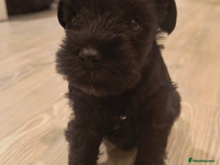 Miniature Schnauzer dogs Black Miniature Schnauzer Puppy – Girl Available - Advert 1