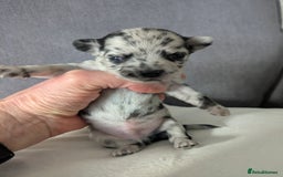 Chihuahua dogs for sale: Stunning merle Chihuahua puppies  - Image 1