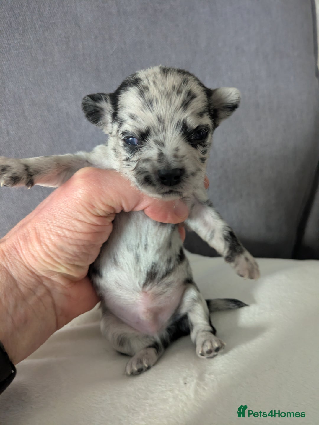 Chihuahua dogs for sale: Stunning merle Chihuahua puppies  - Image 1