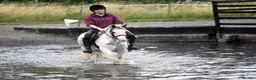 Irish Cob horses for sale: Rising 5 traditional 13hh gelding PC/allrounder - Advert 5
