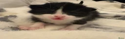 Domestic Shorthair cats for sale:  3 kittens  - Advert 1