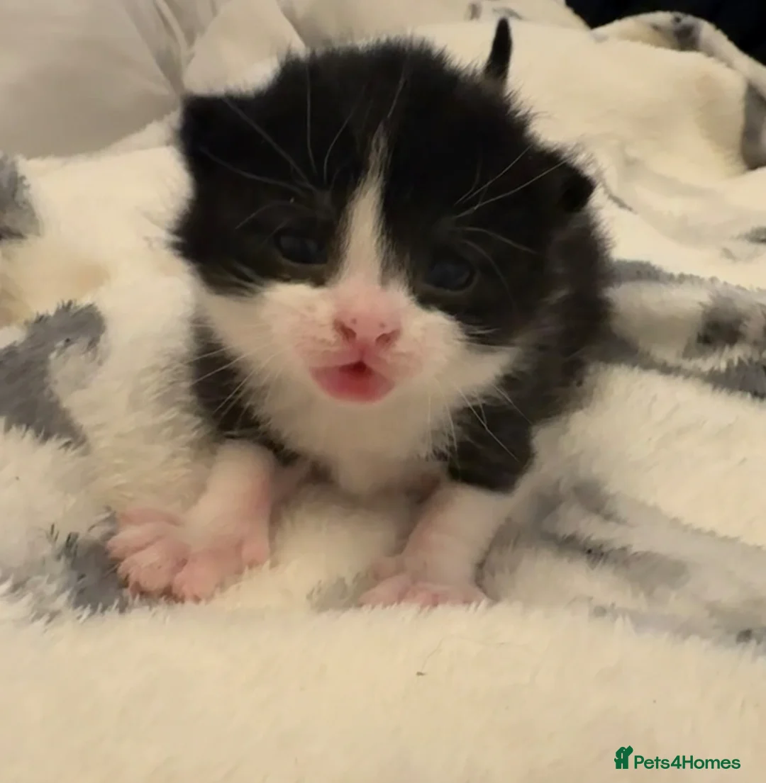 Domestic Shorthair cats for sale:  3 kittens  - Advert 1