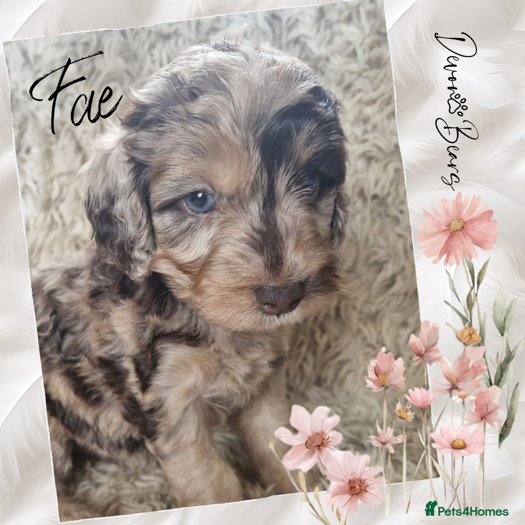 Cockapoo dogs for sale: 5*Licenced. DNA tested English cockerpoos. - Image 16