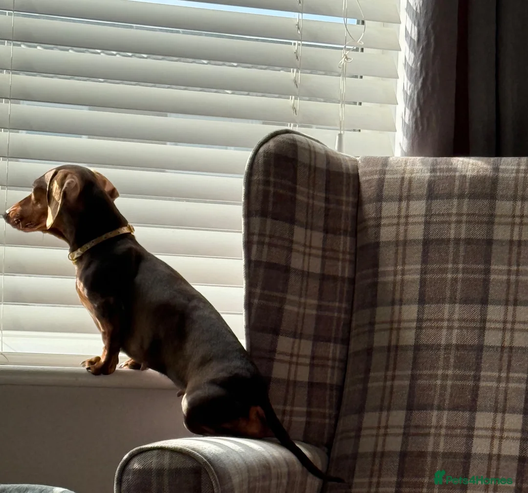 Miniature Dachshund dogs for sale: Miniature dashund Adult  - Advert 3