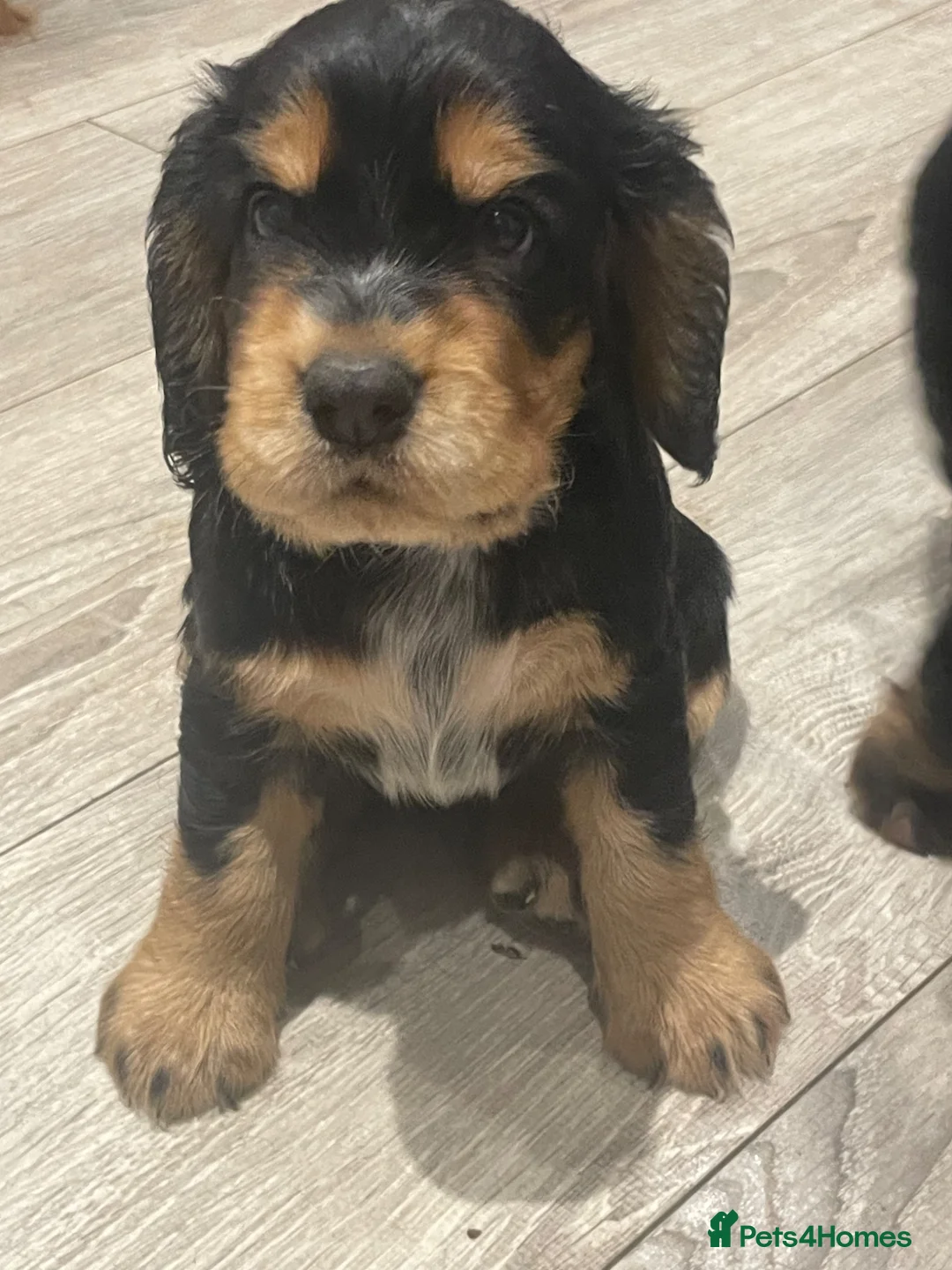 Cocker Spaniel dogs for sale: Beautiful show English cocker spaniels  - Advert 2