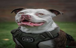 American Bulldog dogs for stud: American bulldog x STUD - Image 2