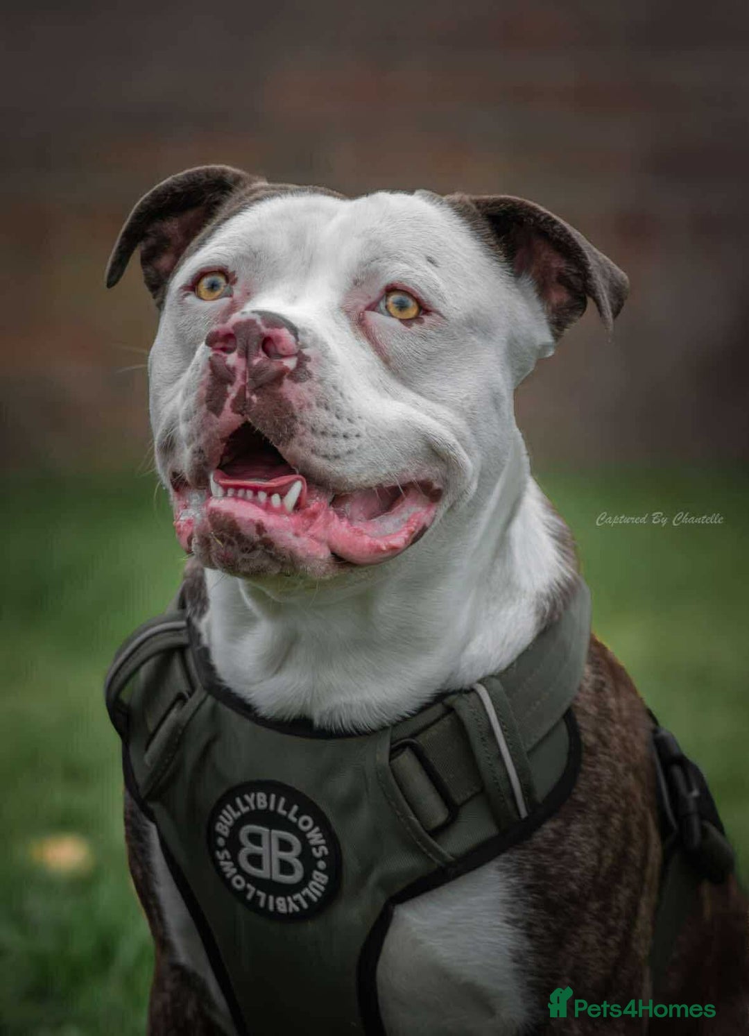 American Bulldog dogs for stud: American bulldog x STUD - Image 2