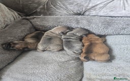 French Bulldog dogs for sale: French bulldog  - Image 4