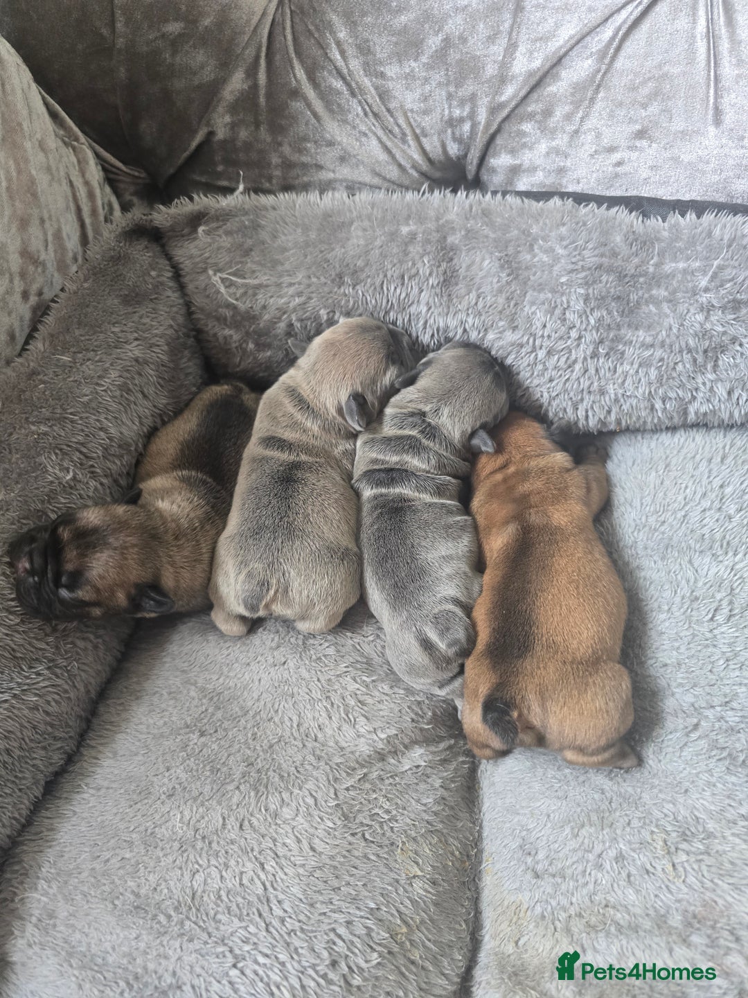 French Bulldog dogs for sale: French bulldog  - Image 4