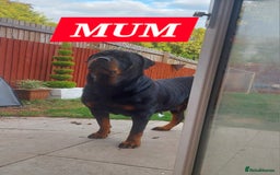 Rottweiler dogs for sale: KC REGISTERED ROTTWEILER PUPPIES in Lutterworth - Image 7