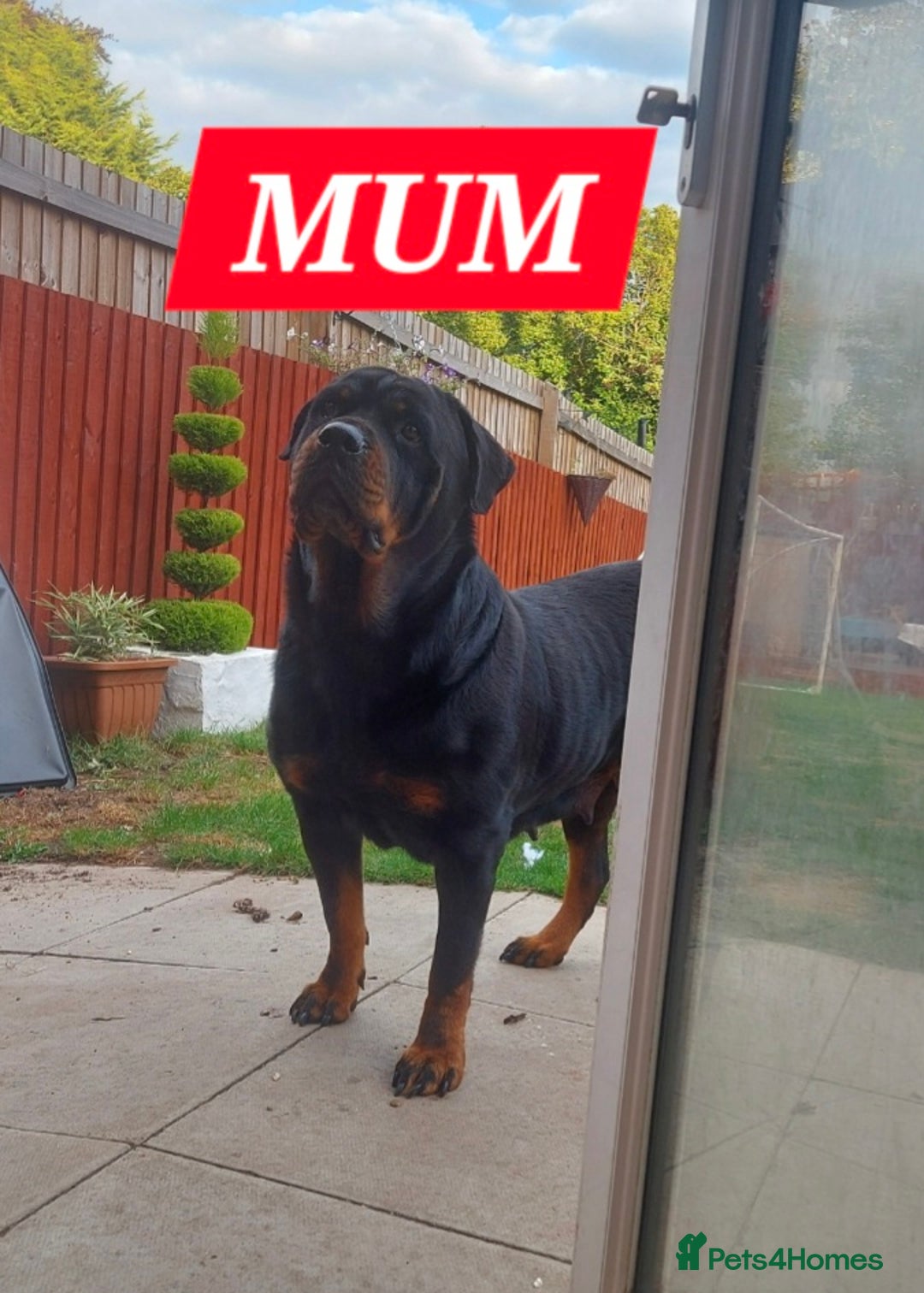 Rottweiler dogs for sale: KC REGISTERED ROTTWEILER PUPPIES in Lutterworth - Image 7