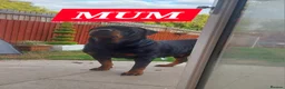 Rottweiler dogs for sale: KC REGISTERED ROTTWEILER PUPPIES - Advert 7