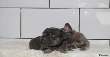 French Bulldog dogs - Advert 3