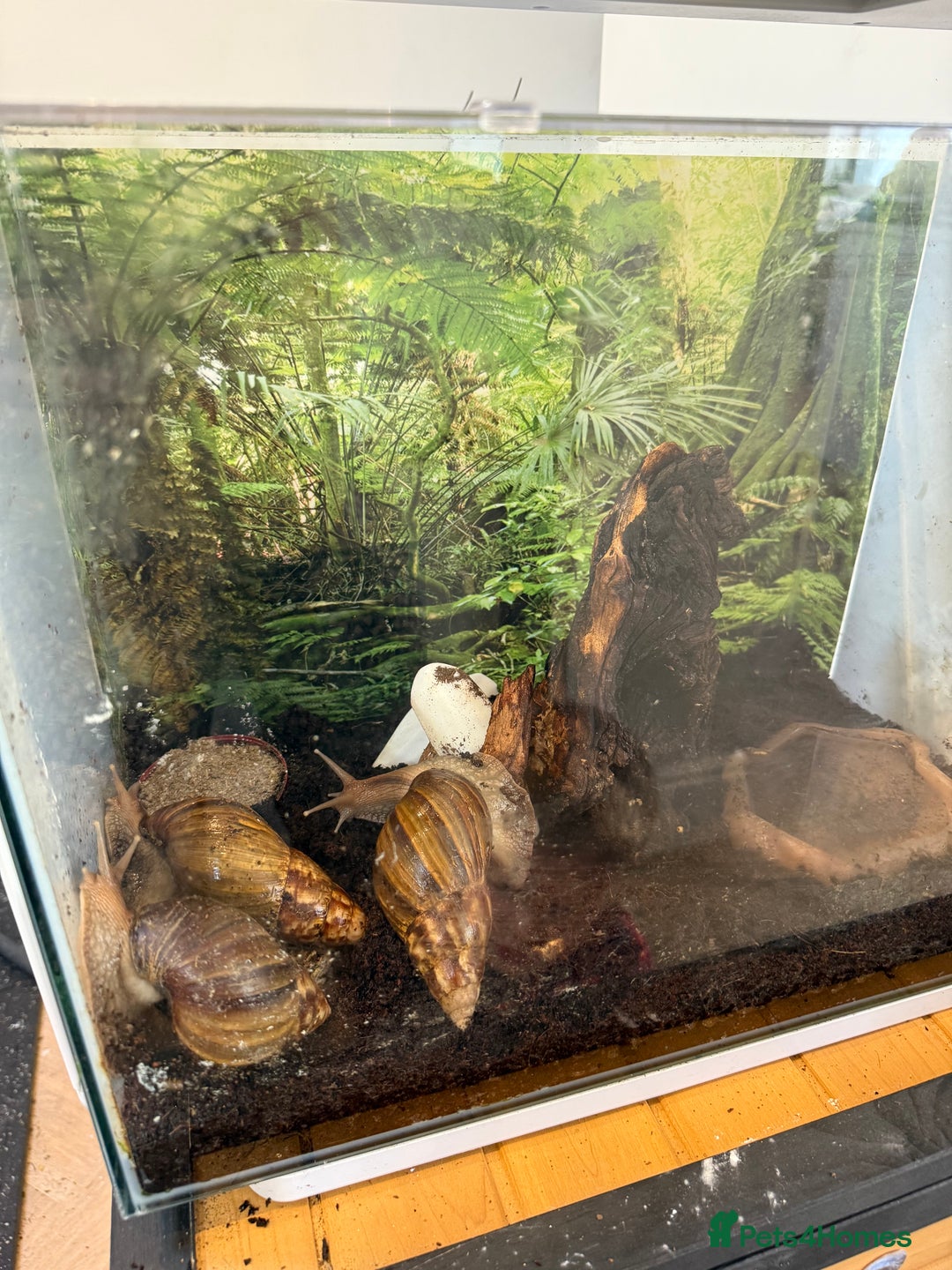 Snails invertebrates for sale: 3 x Giant African Snail with Tank, heaters & food - Image 3