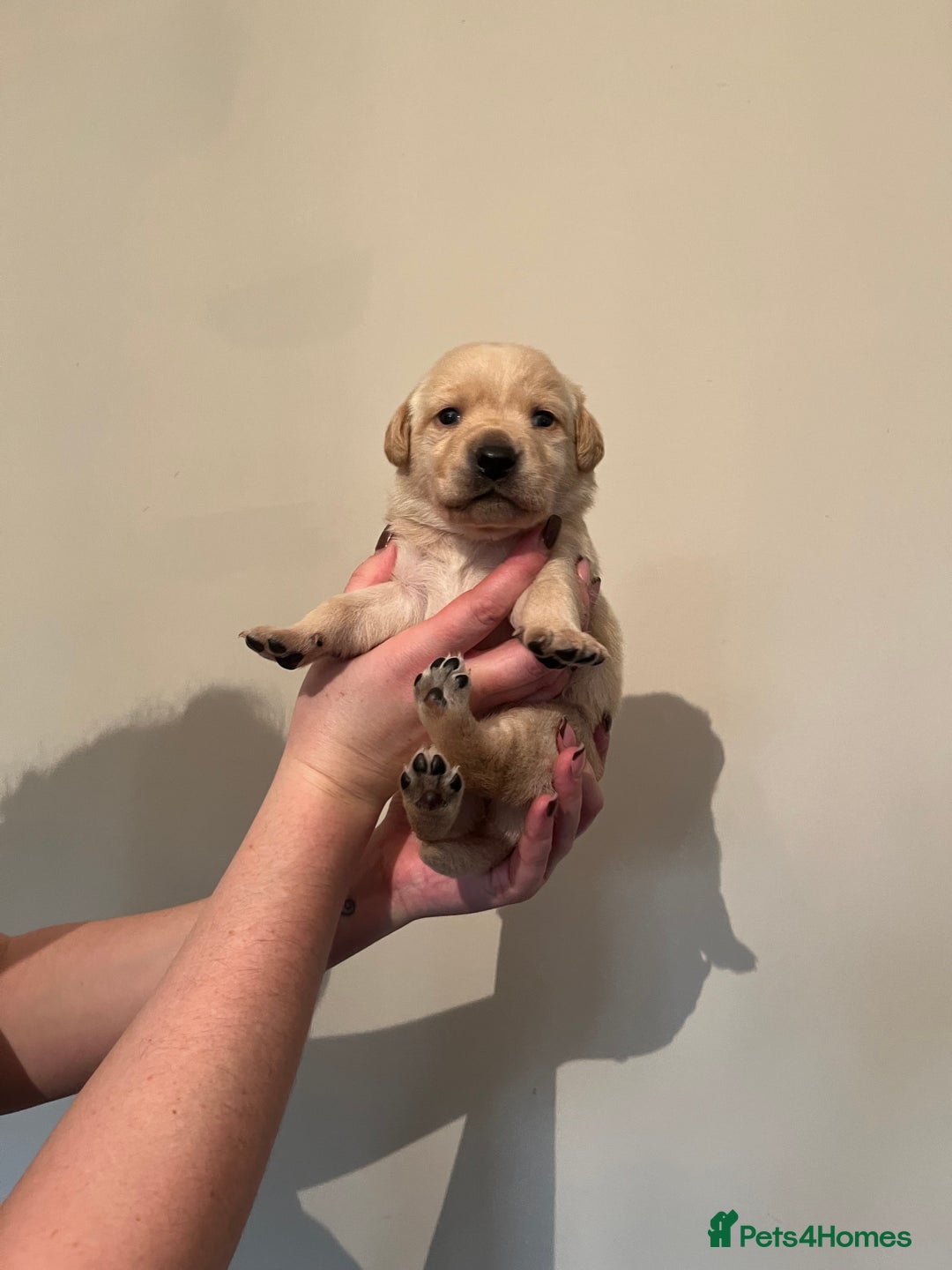 Labrador Retriever dogs for sale: Labrador Puppies - Advert 29