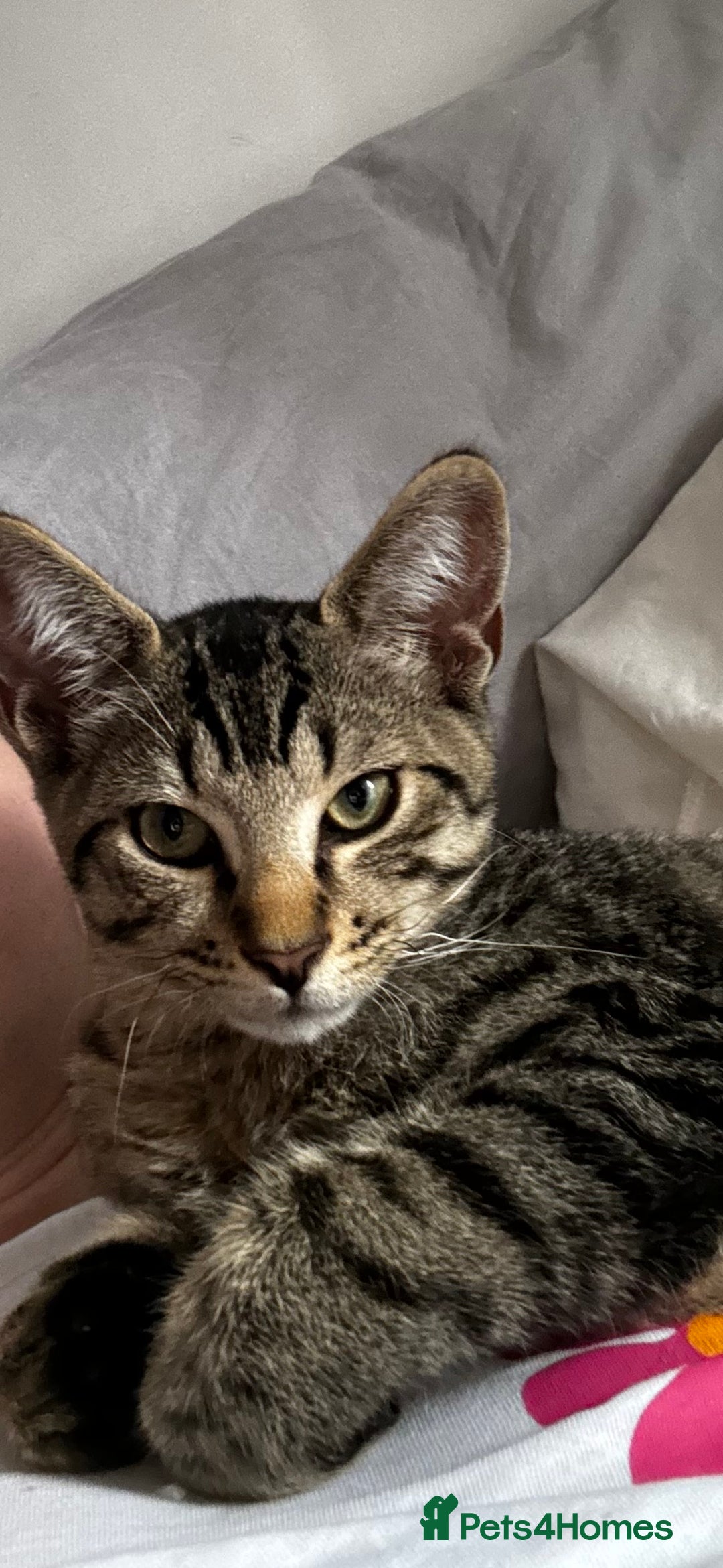 Mixed Breed cats for sale: Amazing Cats - Advert 19