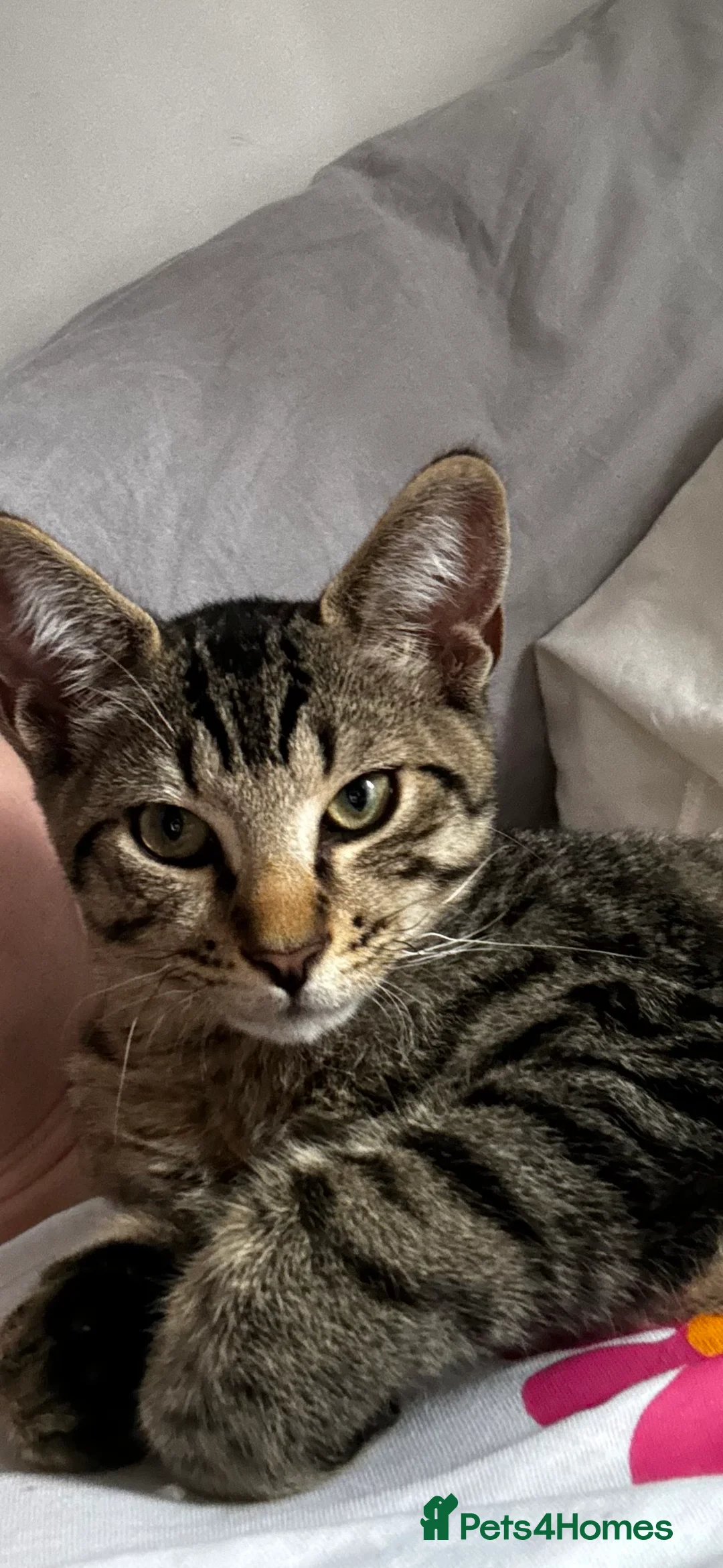 Mixed Breed cats for sale: Amazing Cats - Advert 19