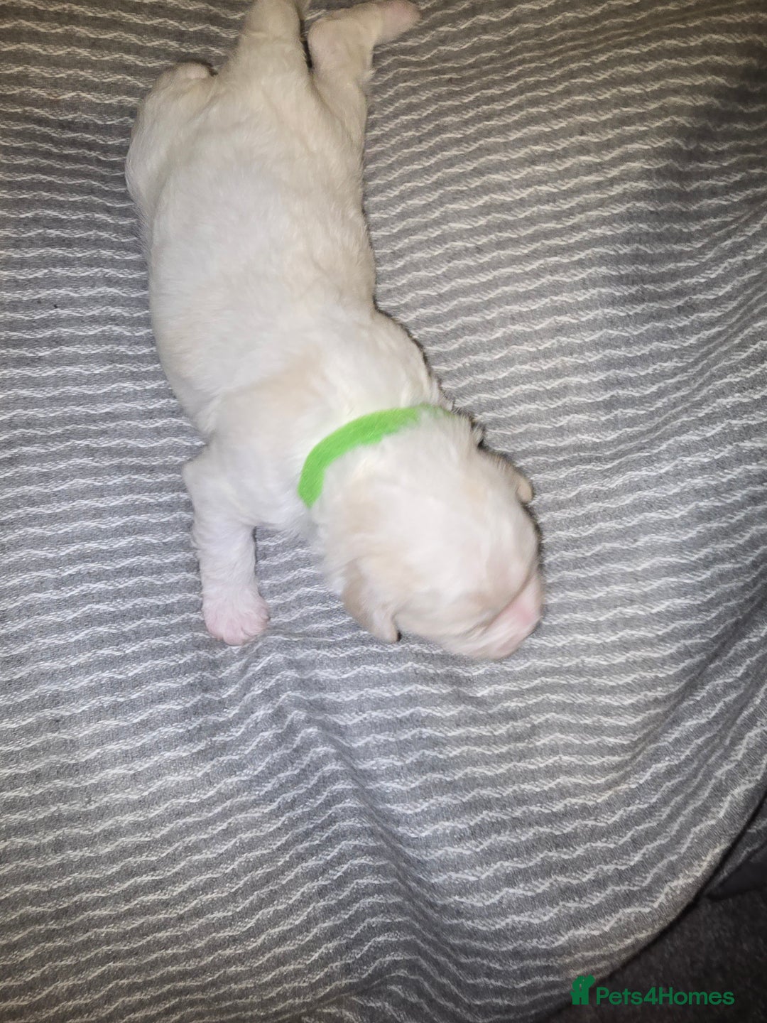 Mixed Breed dogs for sale: Beautiful shichon cross cavachon - Advert 4