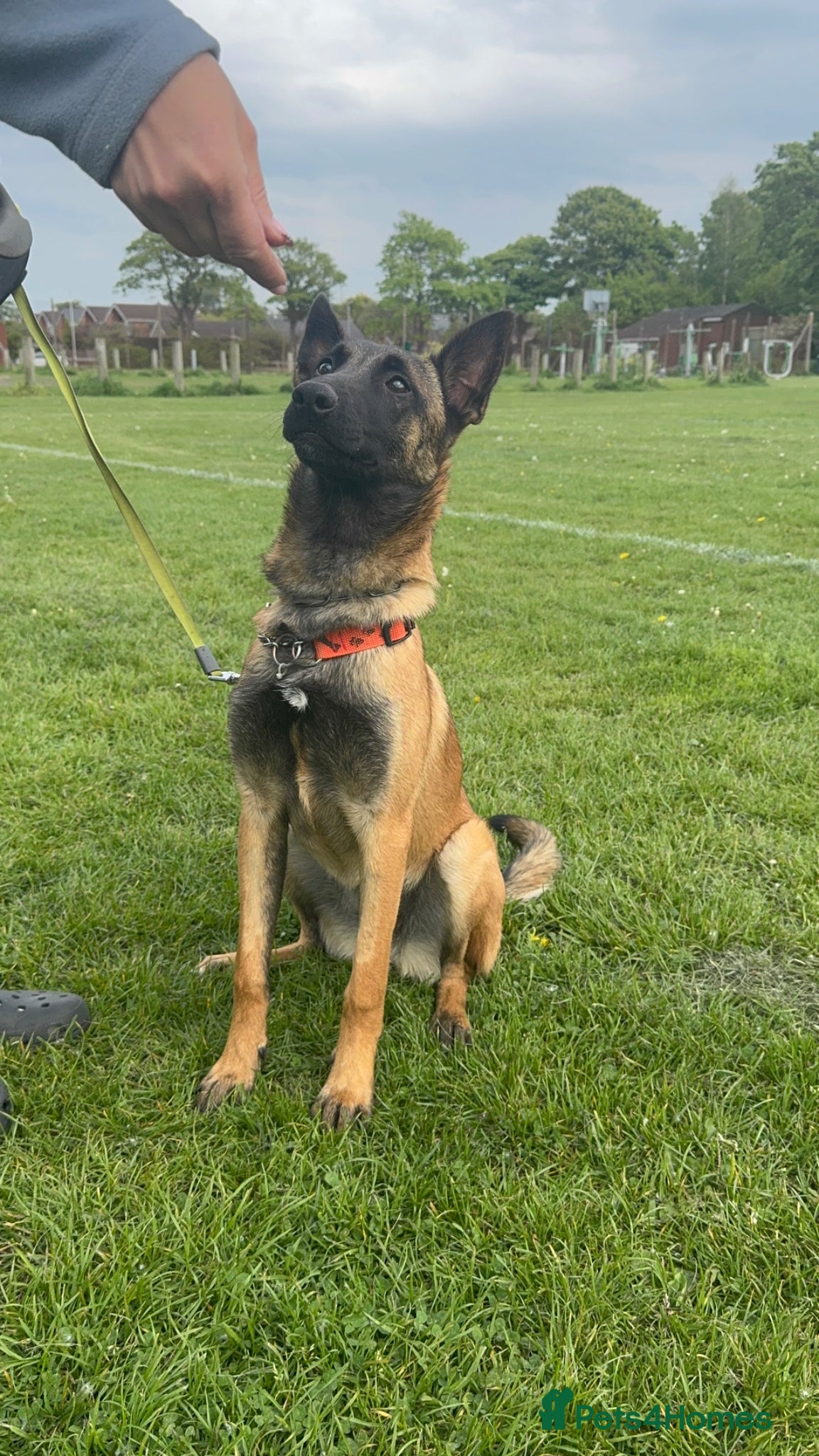 Belgian Shepherd Dog dogs 6 month old female Belgian malinois  - Advert 1
