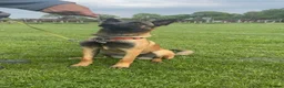 Belgian Shepherd Dog dogs for adoption: 6 month old female Belgian malinois  - Advert 1
