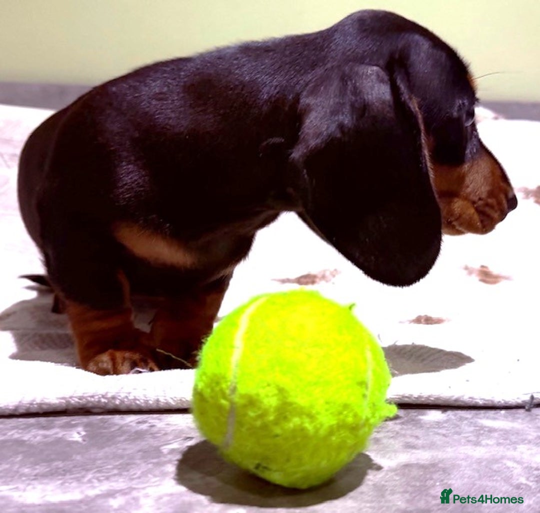 Miniature Dachshund dogs for sale: Ruby and Marley pups - Advert 23