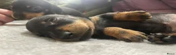 Miniature Dachshund dogs for sale: 1 y/o mini black and tan female dachshund - Advert 3