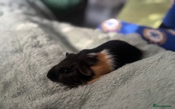 Guinea Pig rodents for sale: Male and female or guinea pig looking for home - Image 3