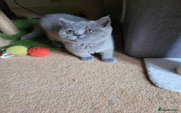 British Shorthair cats for sale: BRITISH SHORTHAIR KITTEN - Advert 9