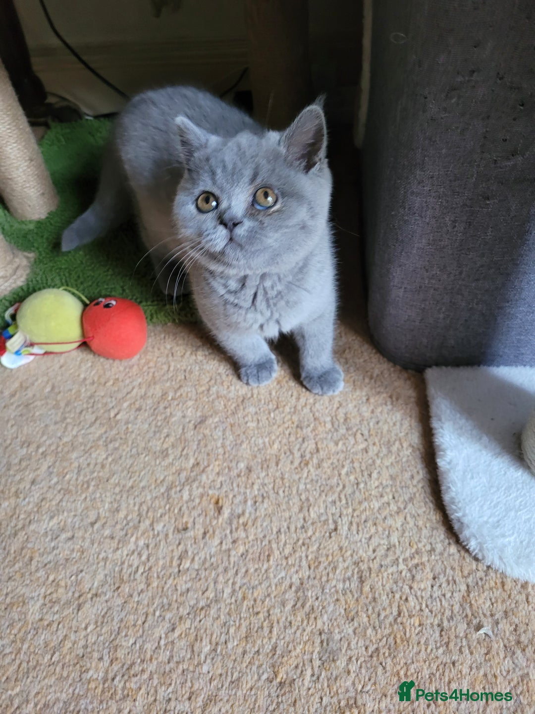 British Shorthair cats for sale: BRITISH SHORTHAIR KITTEN - Advert 9