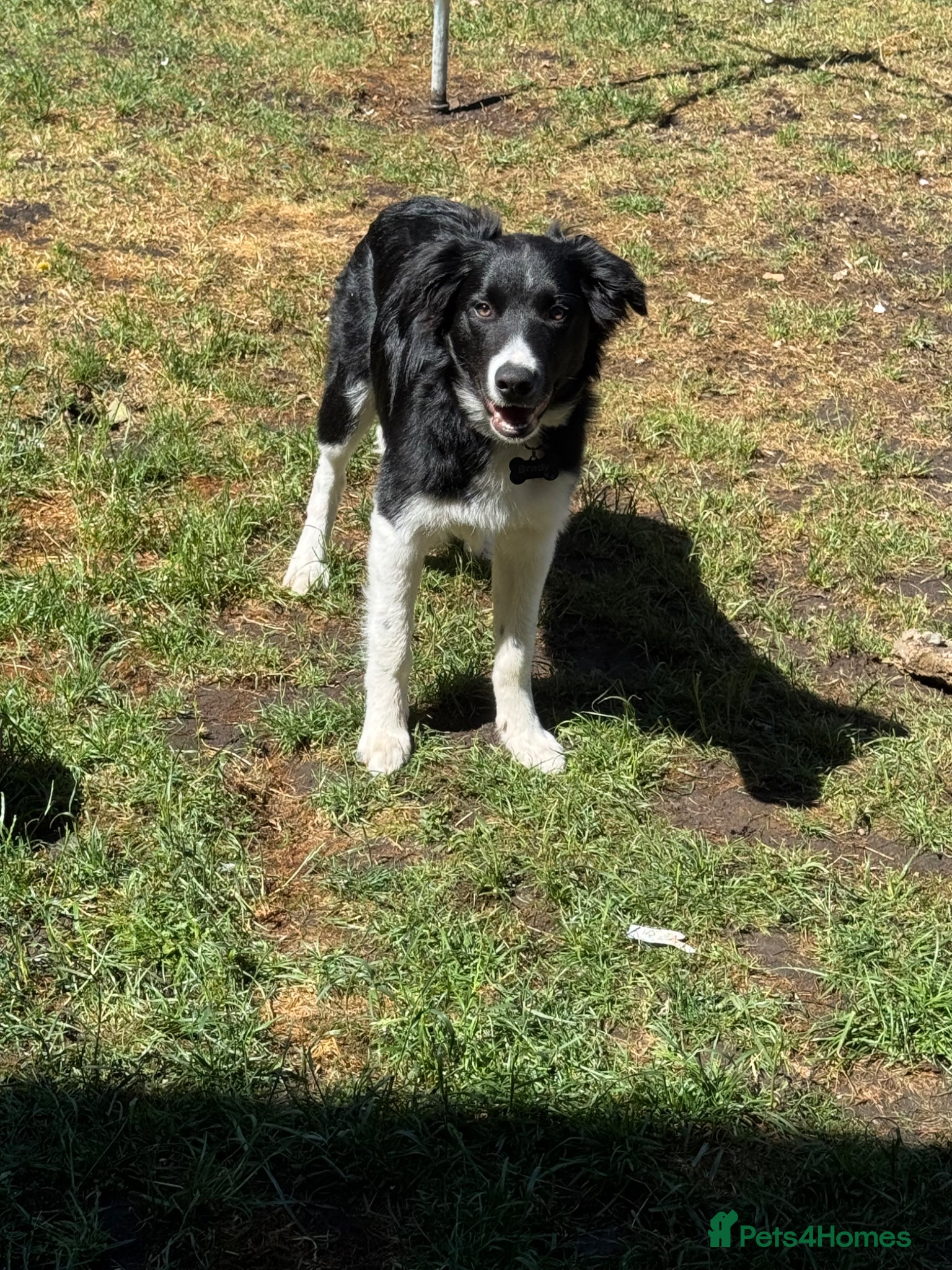 Border Collie dogs for sale: Border Collie pup in Bracknell - Advert 2