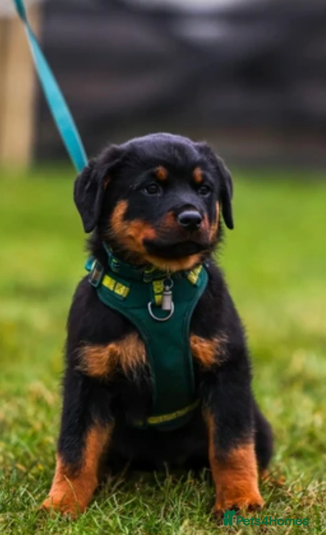 Rottweiler dogs for sale: Rottweiler Puppies - Advert 15