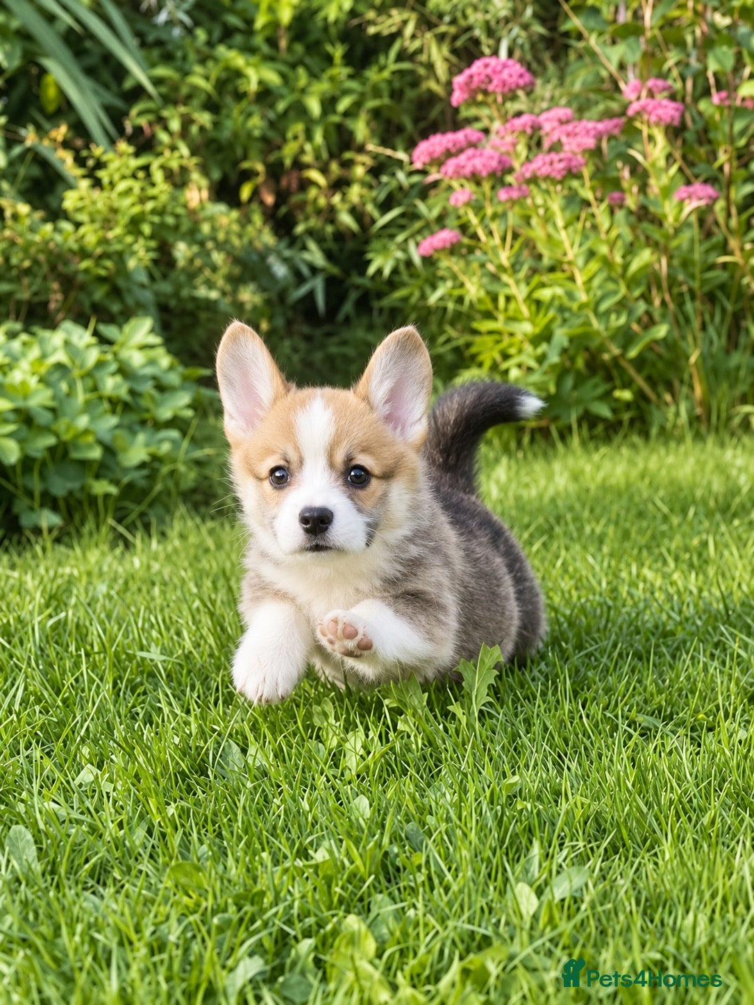 Welsh Corgi Pembroke dogs Quality KC Reg Pembroke Corgis - Advert 5