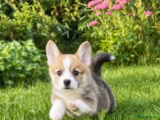 Welsh Corgi Pembroke dogs Quality KC Reg Pembroke Corgis - Advert 5