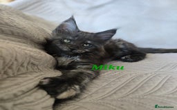 Maine Coon cats for sale: Beautiful Maine Coon kittens  - Advert 12