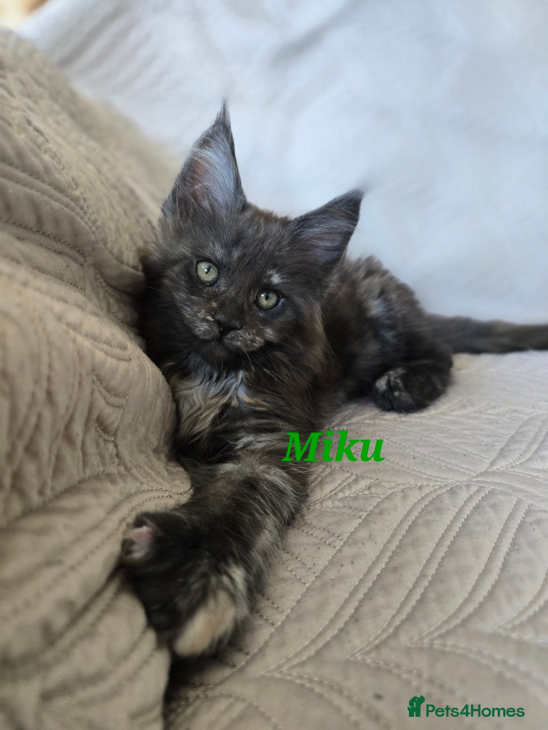 Maine Coon cats for sale: Beautiful Maine Coon kittens  - Advert 12