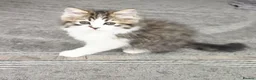 Mixed Breed cats for sale: Adorable Ragdoll x Persian Kittens – 2 Left - Advert 7