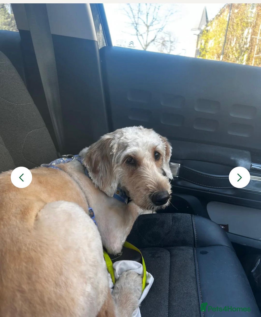 Labradoodle dogs for sale: Lola looking for a loving home - Advert 3