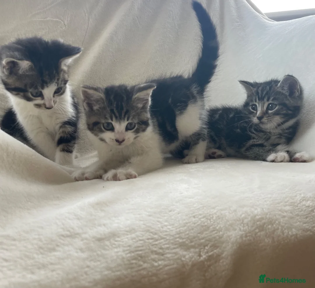 Mixed Breed cats for sale: 6 Beautiful Playful Kittens  - Advert 8
