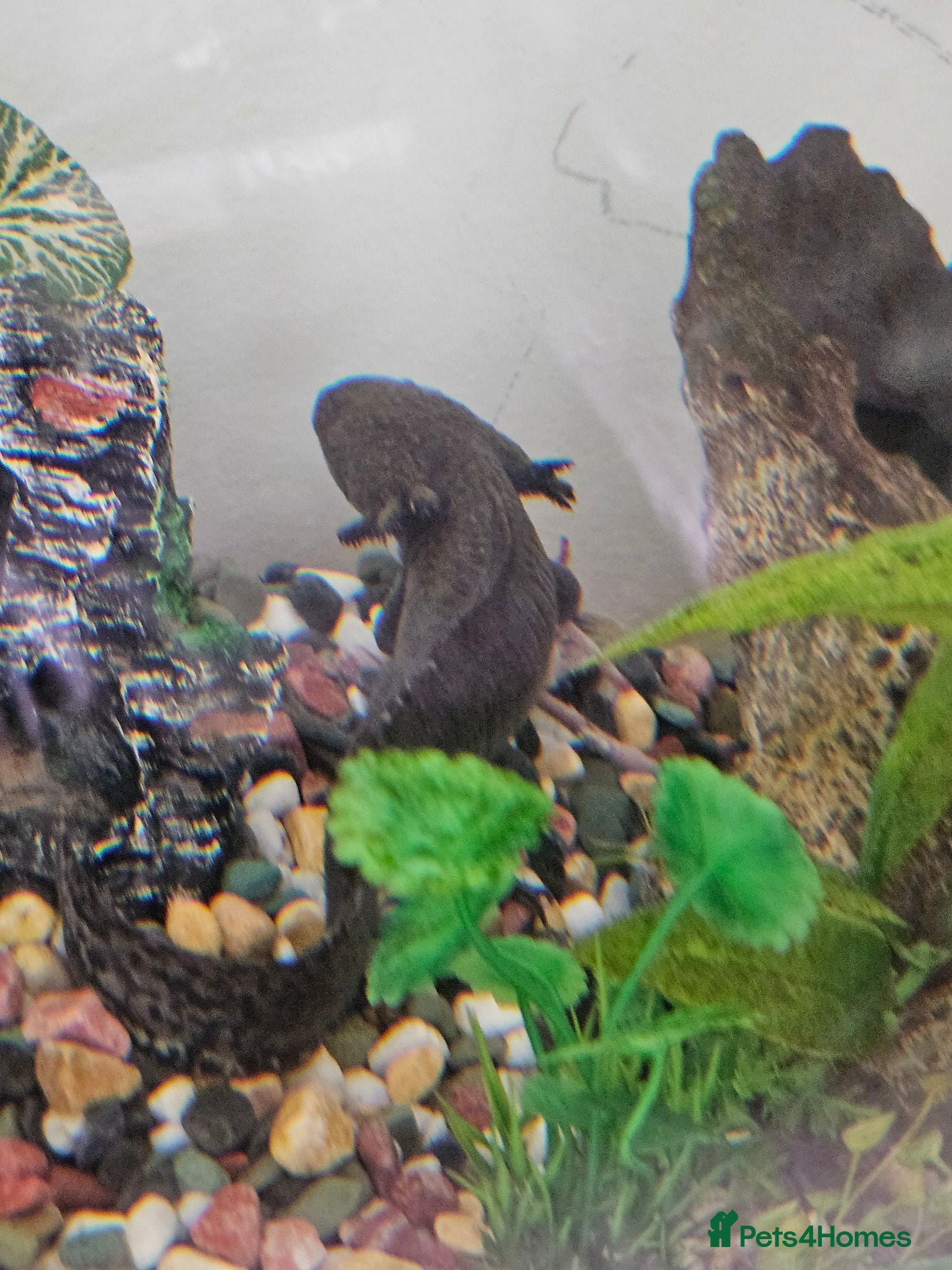 Other/Mixed Breed fish Axolotl and tank set up - Advert 1