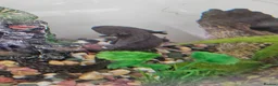 Other/Mixed Breed fish for sale: Axolotl and tank set up in Warrington - Advert 1