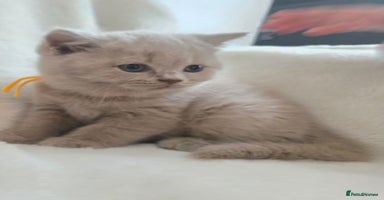British Shorthair cats - Advert 13